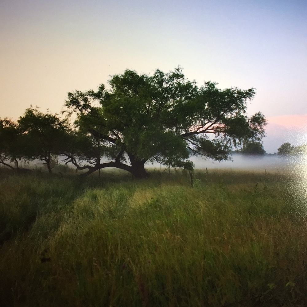 Signed Photo of a Tree by Stephan Anderson-Story
